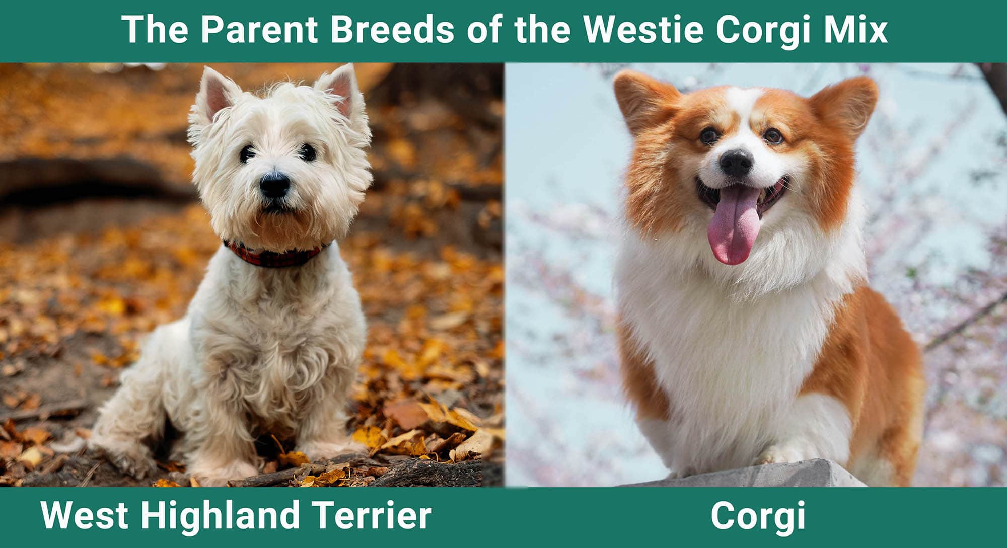 The Parent Breeds of the Westie Corgie Mix