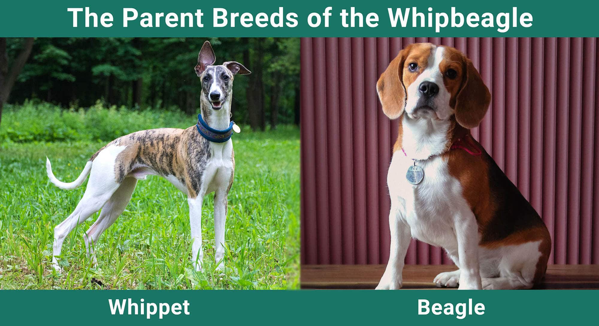 The Parent Breeds of the Whipbeagle