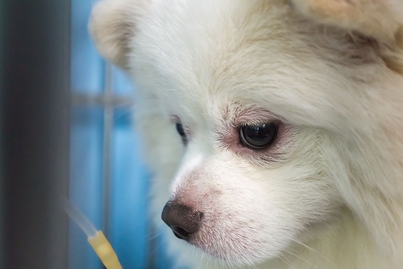 The Pomeranian mix dog 's face and eye have swollen