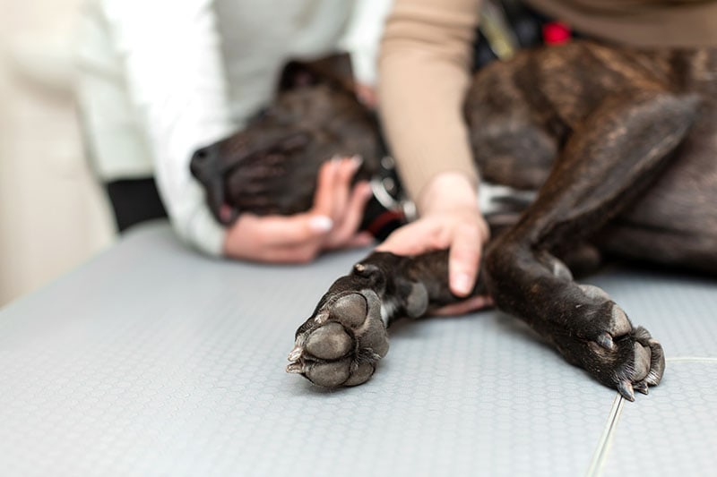 The girl keeps her dog breed pit bull terrier on the procedure at the table at the vet