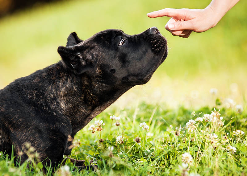 The young dog Cane Corso watching at the human hand