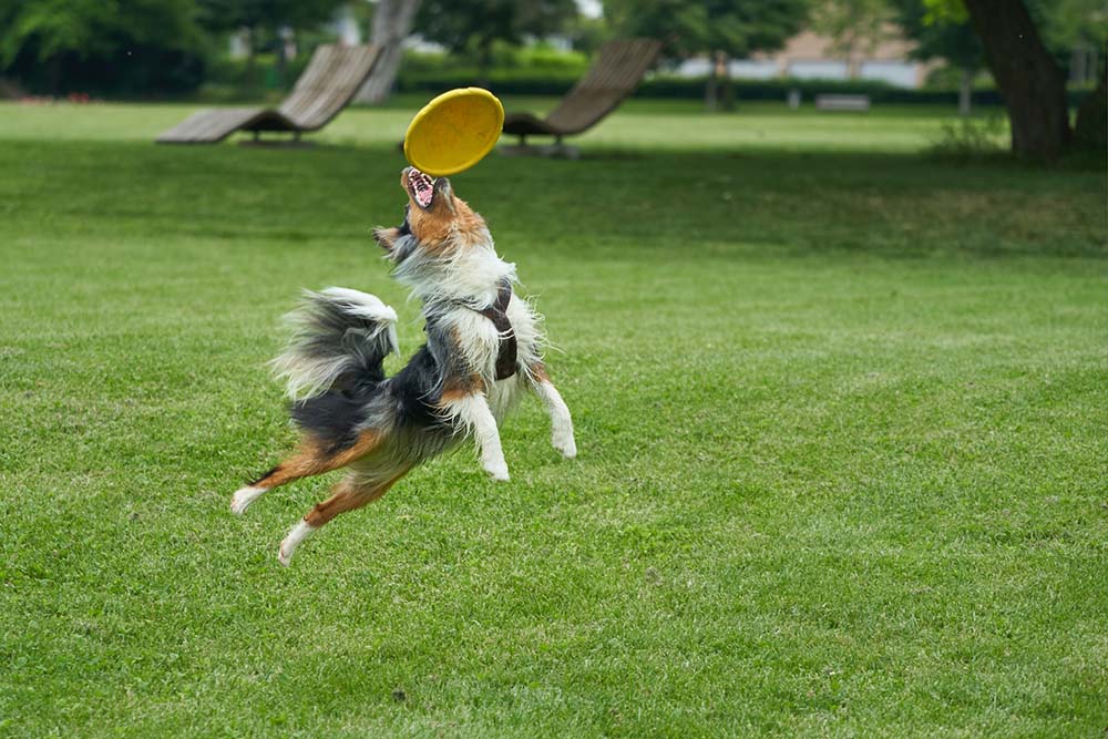 Toy-Australian-Shepherd-playing-with-a-frisb