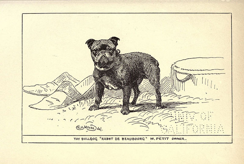 Toy Bulldog extinct breed illustration