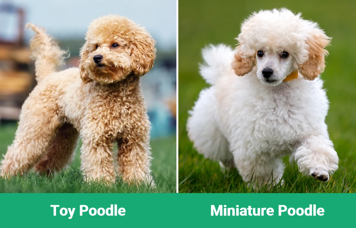 Toy vs Miniature Poodle - Visual Differences