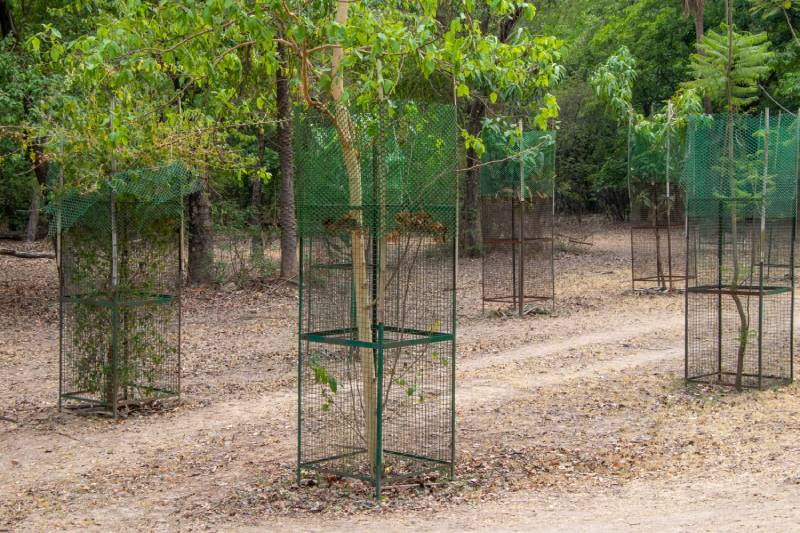 Tree Plant cover protect with steel Tree guard fencing net