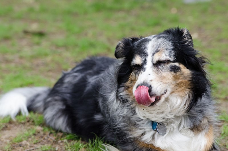 Tri colored Australian Shepherd with it's eyes closed licking it's nose