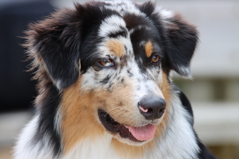 National Australian Shepherd Day 2024: What Is It & How to Celebrate ...