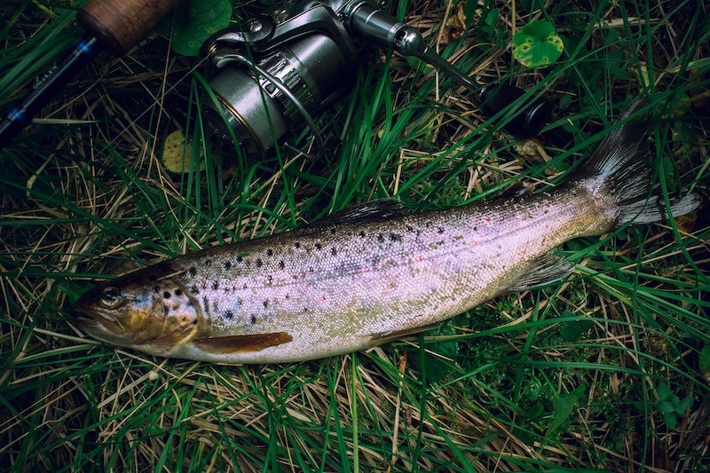 Trout on the grass with fishing rod