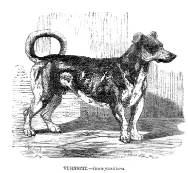 Turnspit dog breed illustration extinct