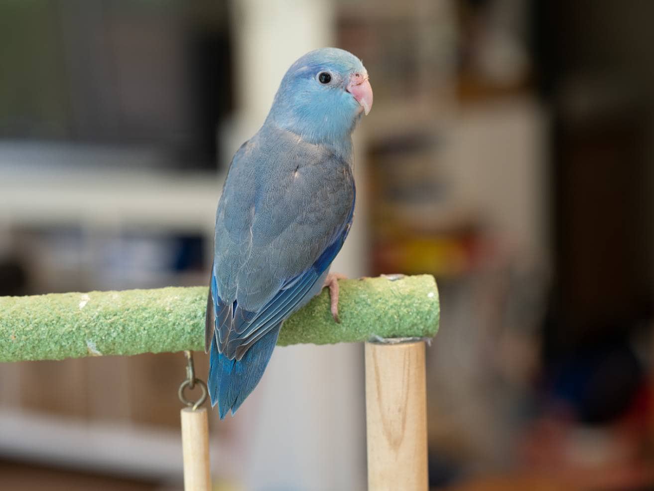 Turquoise Parrotlet
