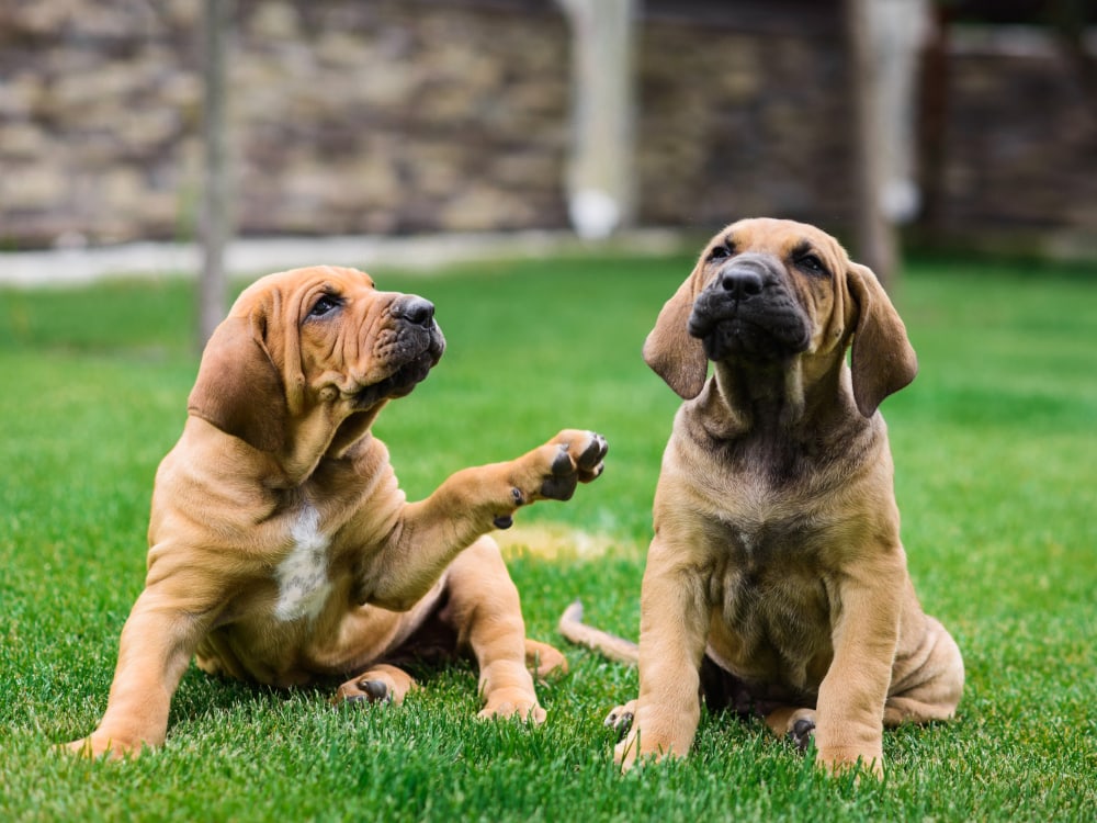 Two Fila Brasileiro Brazilian Mastiff puppies playing on the grass