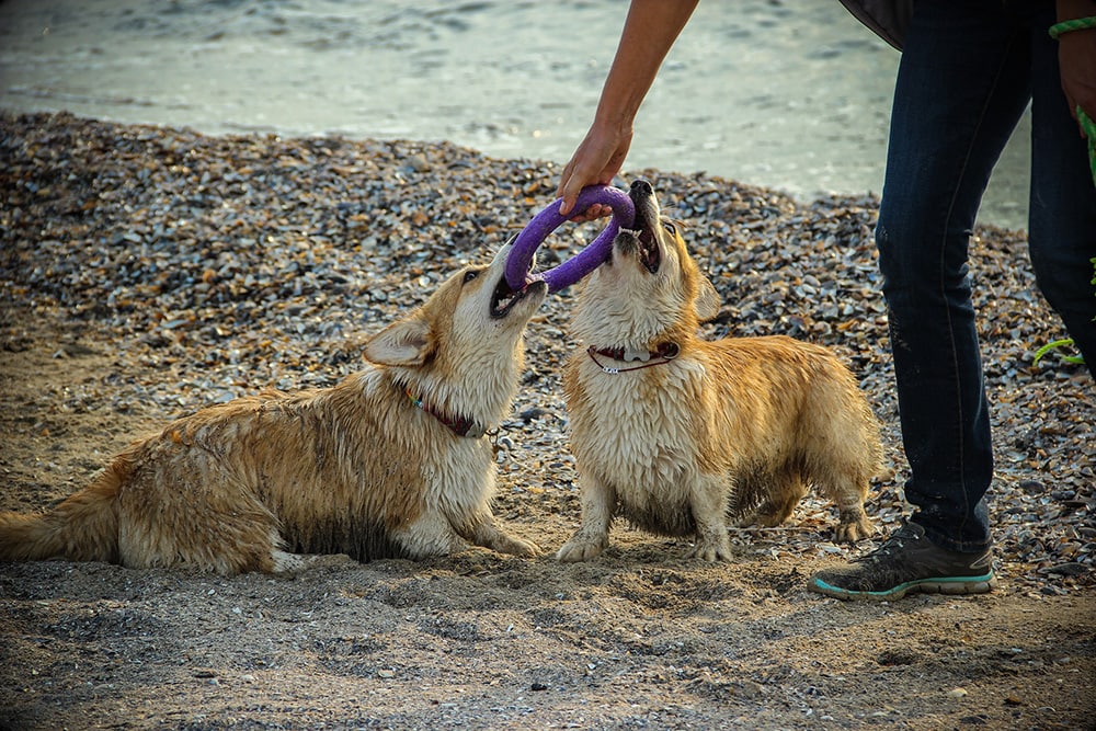 Two corgis playing with a toy on the beach