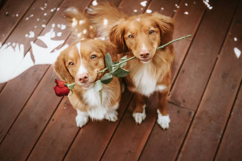 Two cute and adorable nova scotia duck tolling retriever dogs holding a rose in their mouth on a wooden background