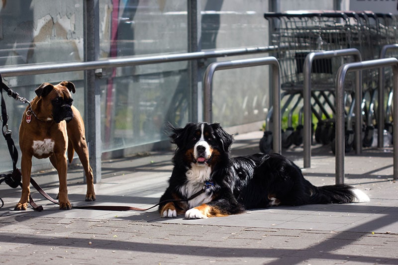 Two dogs are waiting for their owners outside a big shop or store