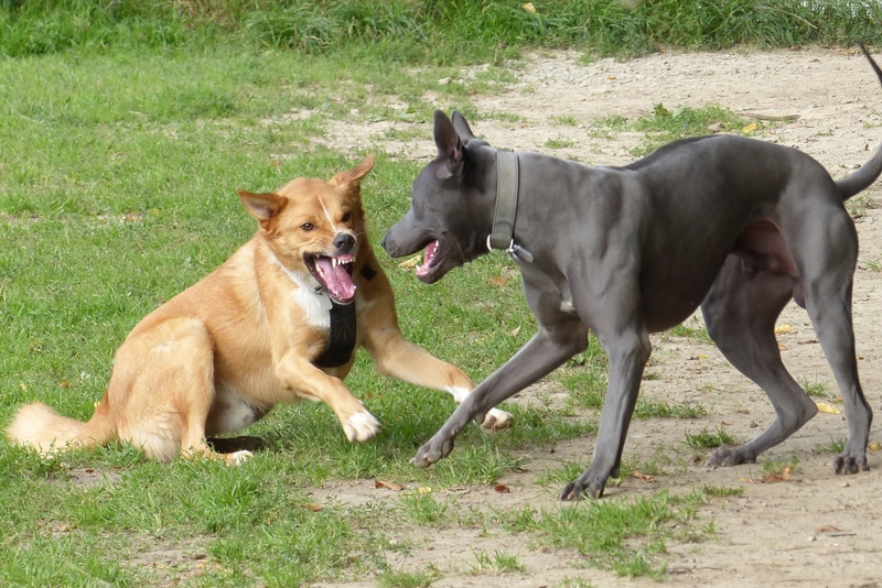 Two dogs fighting on the ground