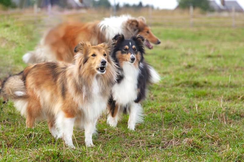 Two ginger and black shetland sheepdogs with rough collie on background on green meadow