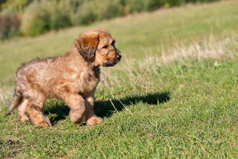 Two-months-old-puppy-briard_hsunny_shutterstock