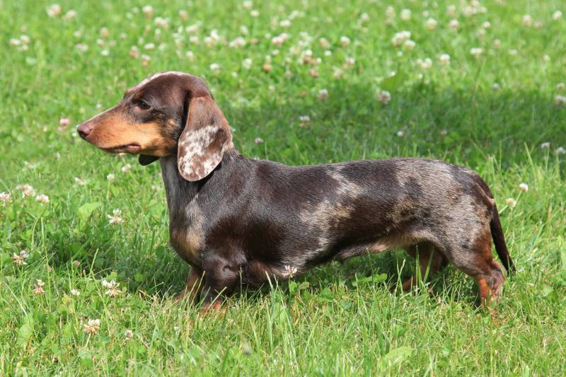 Typical Dachshund Smooth-haired brindled dog standing outdoors