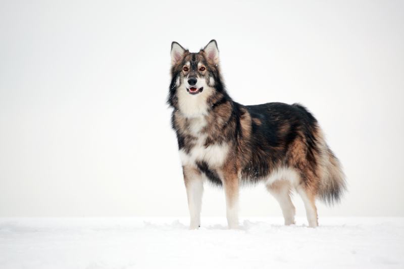 Utonagan dog standing on snow outside