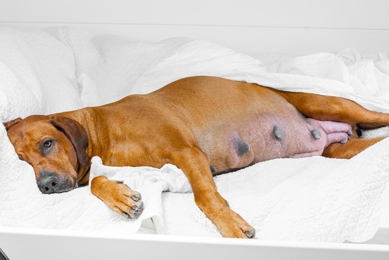 Very Pregnant rhodesian ridgeback dog lying on bed with a white blanket