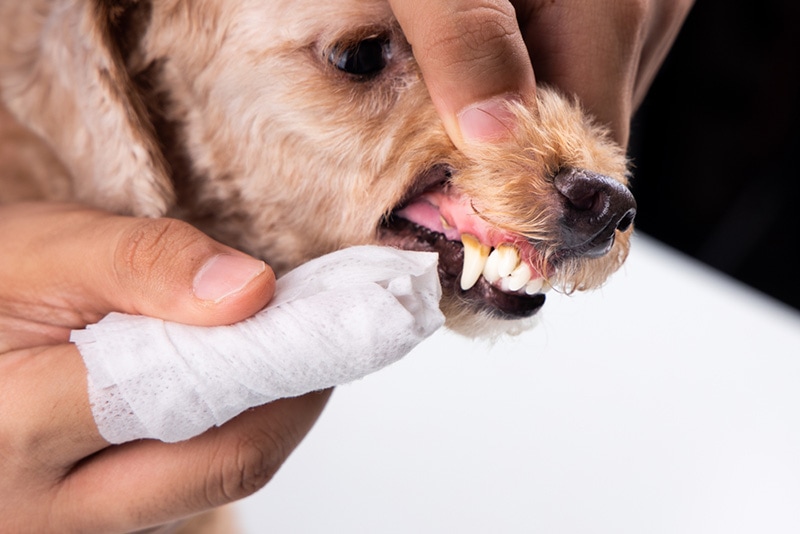 Vet cleaning pet dog teeth coated