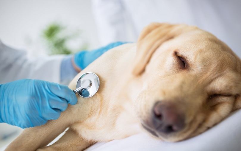 dog check by vet