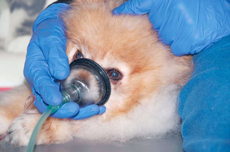respiratory distress, oxygen mask on dog