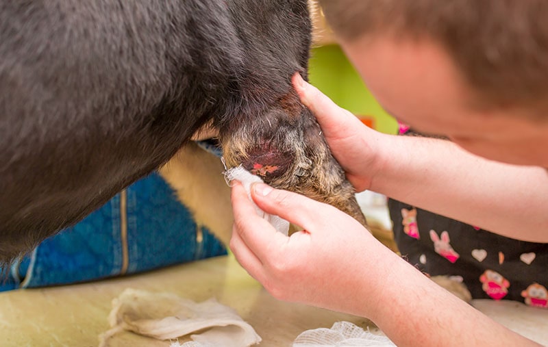 Veterinarian treats a rottweiler dog in a veterinary clinic