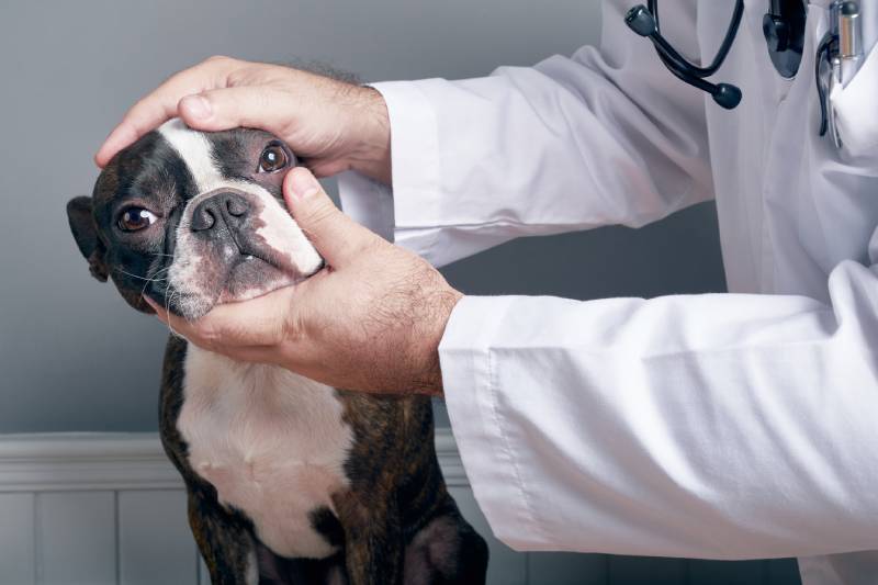 Veterinary doctor examing eyes of dog boston terrier dog