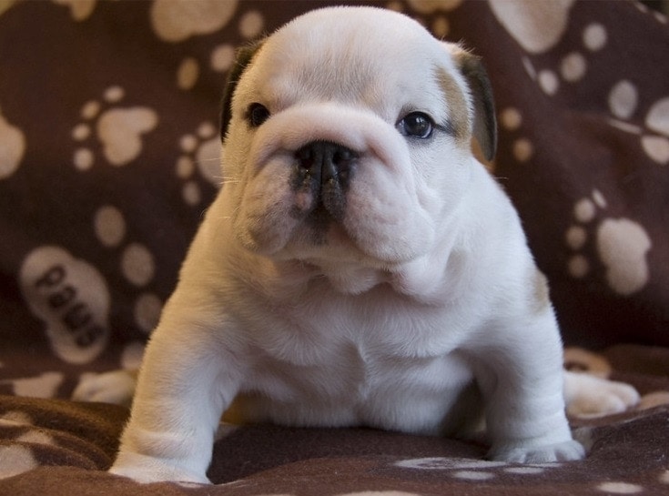 Victorian Bulldog Dog Breed Guide: Info, Pictures, Care & More! – Dogster