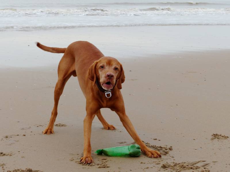Vizsla dog barking in the beach