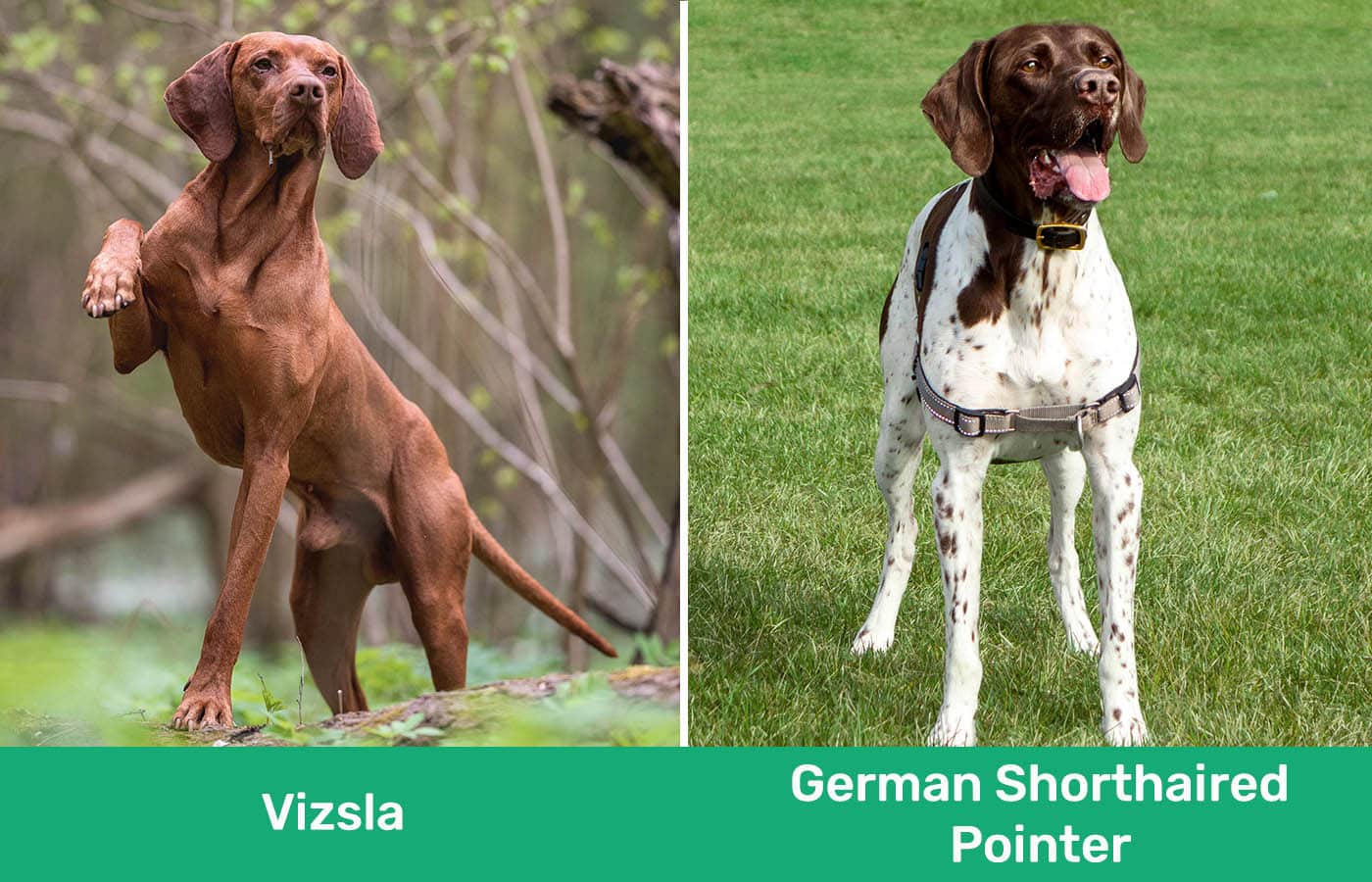 Vizsla vs German Shorthaired Pointer side by side