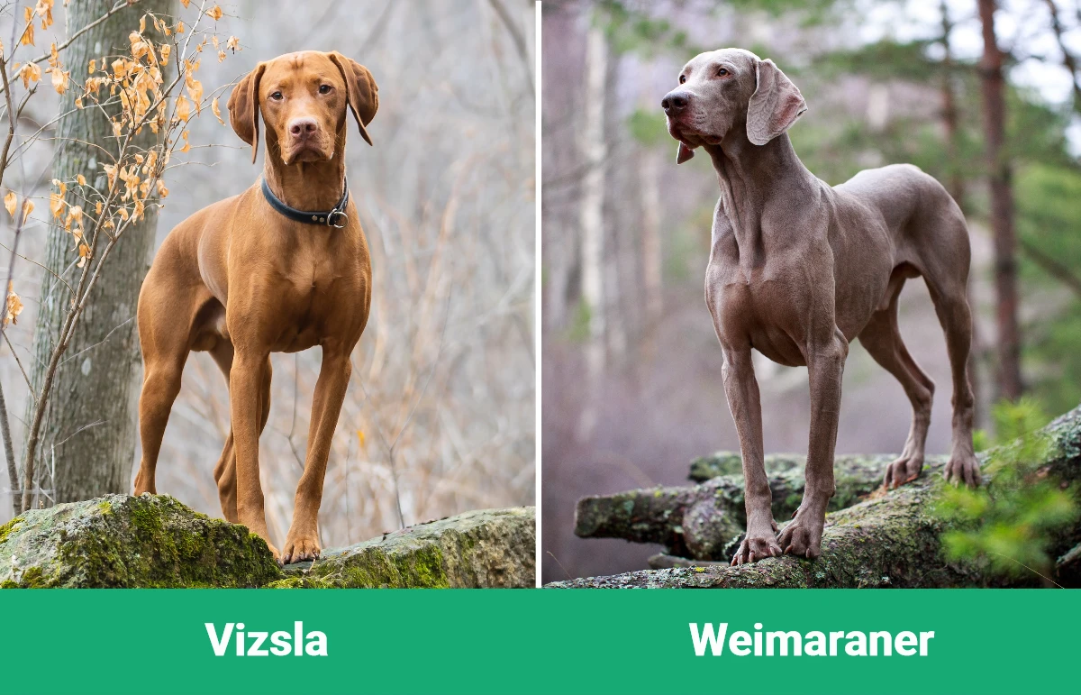 Vizsla vs Weimaraner - Visual Differences
