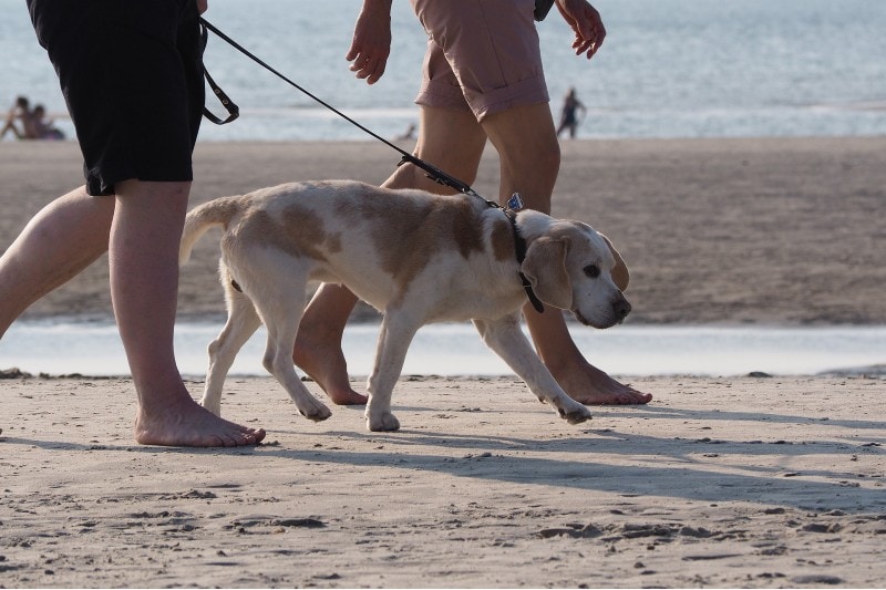 Walking the dog on a leash with the pet owner on the beach