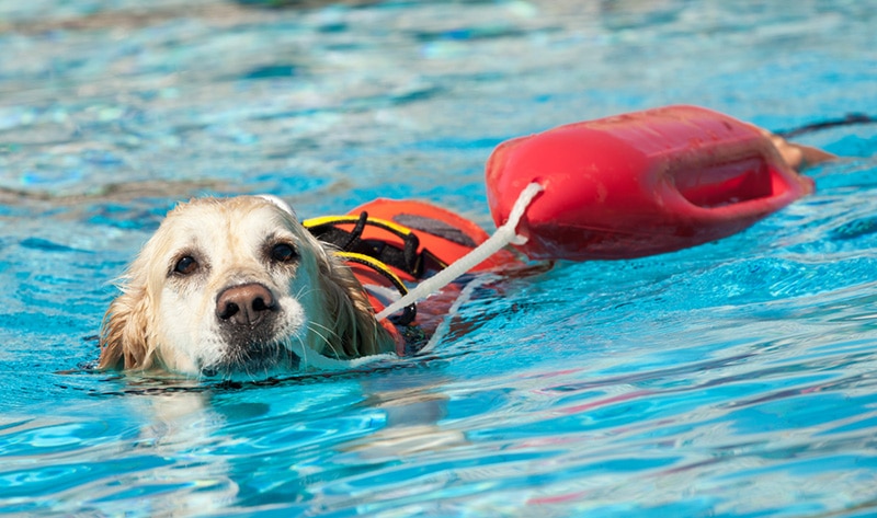 Water Rescue Lifeguard dog