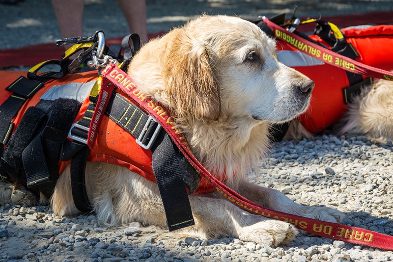 Water Rescue dogs working with the Italian Coast Guard