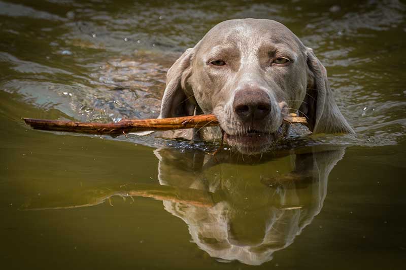 Weimaraner dog swimming with stick
