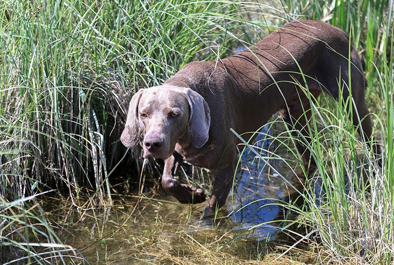 Weimaraner hunting dog is standing in the high gras in the water waiting for the command to retrieve