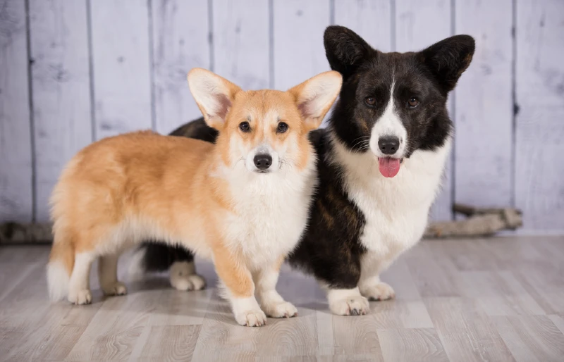 Welsh Corgi Pembroke and Welsh Corgi Cardigan dogs standing beside each other