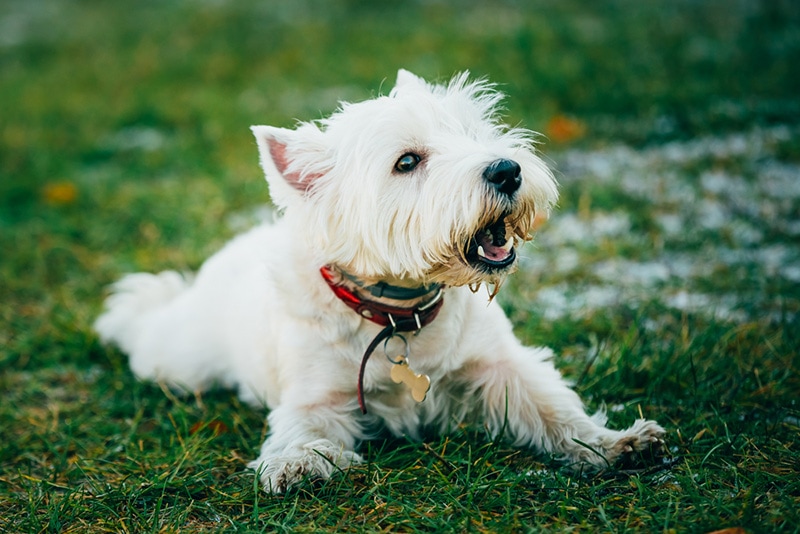 West Highland White Terrier - Westie, Westy Barking Outdoor