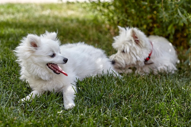 West Highland White Terrier and volpino italiano