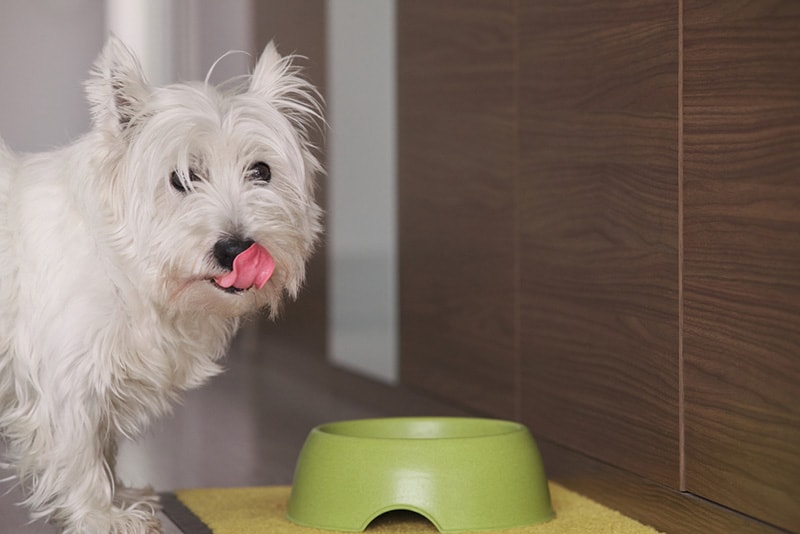West Highland White Terrier dog at home eating his delicious meal