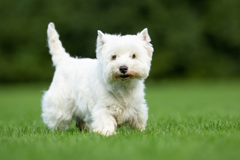 West Highland White Terrier dog on grass