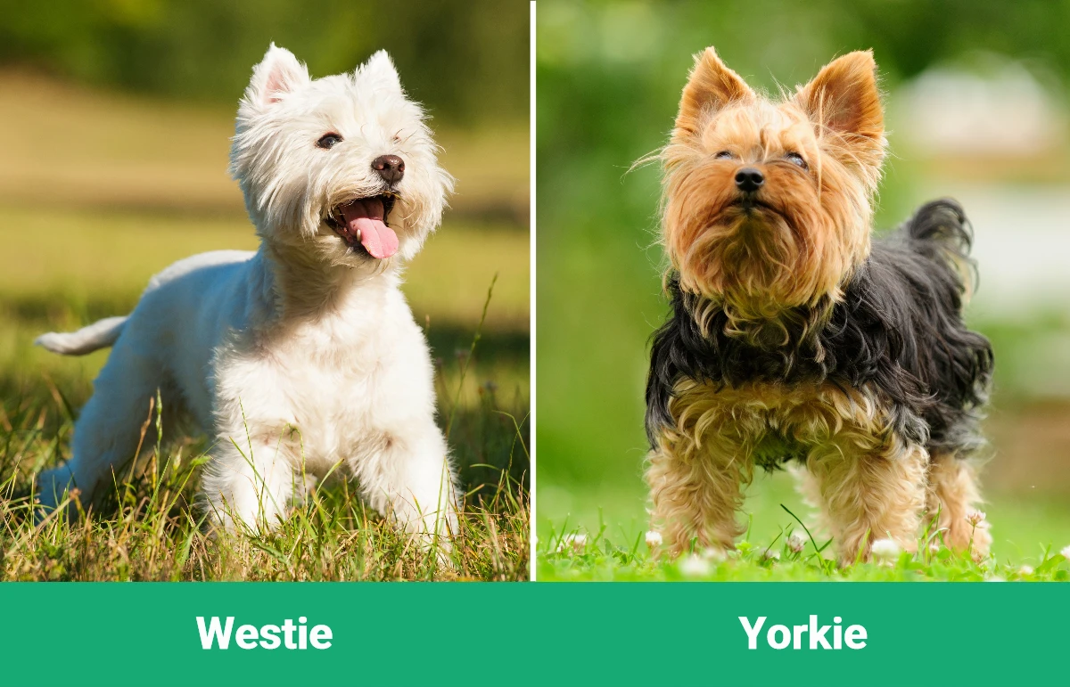 Westie vs Yorkie - Visual Differences