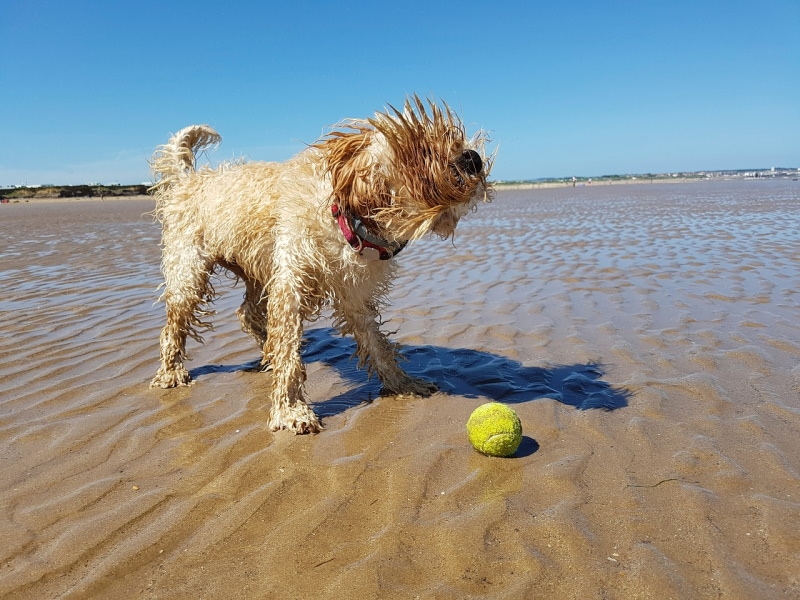 Wet cockapoo on the beach with tennis ball