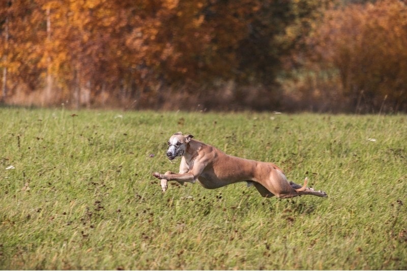 Whippet running in the field