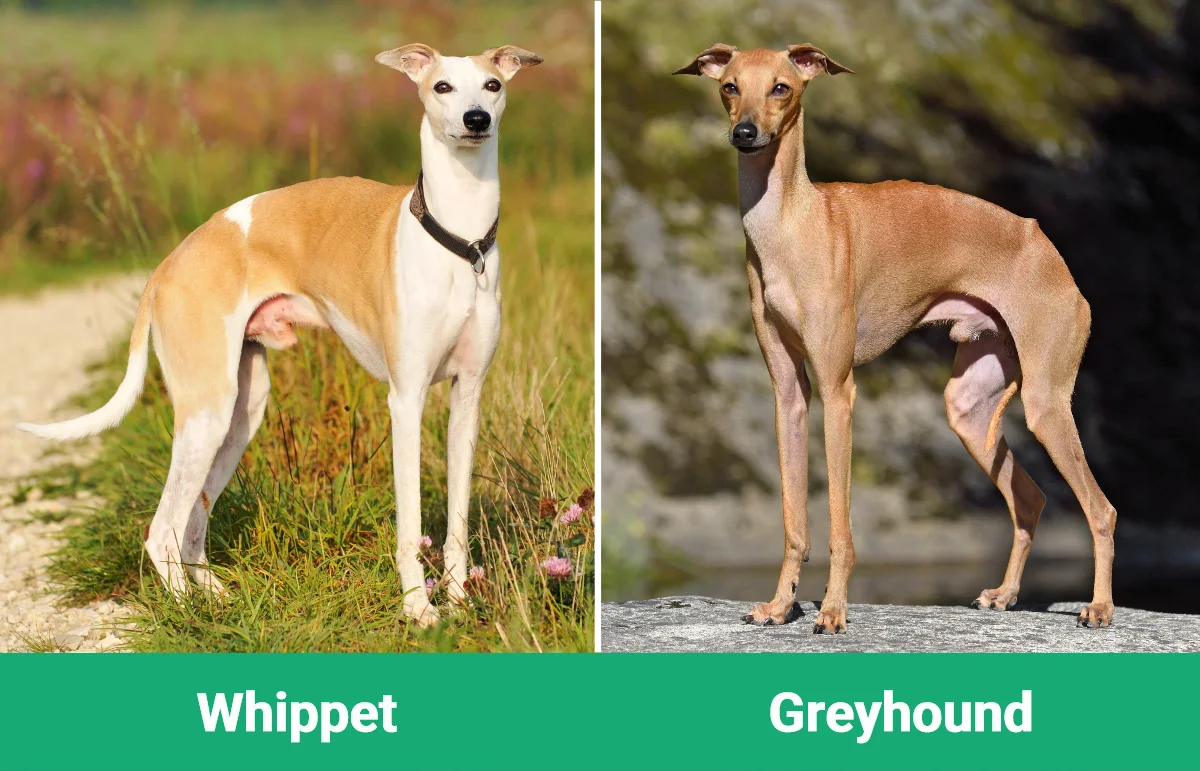 Whippet vs Greyhound - Visual Differences