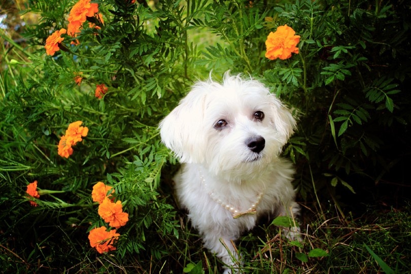 White Female Havanese Dog In Marigold Flowerbed