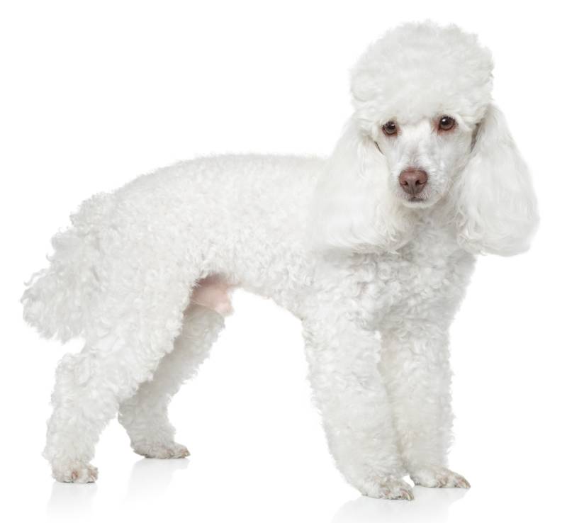 White Toy poodle dog posing on a white background