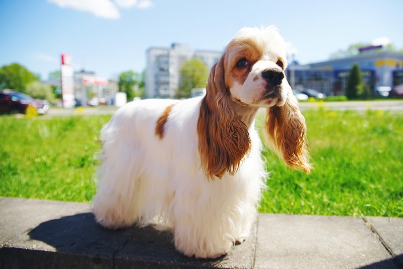 white and red american cocker spaniel dog standing on concrete ground